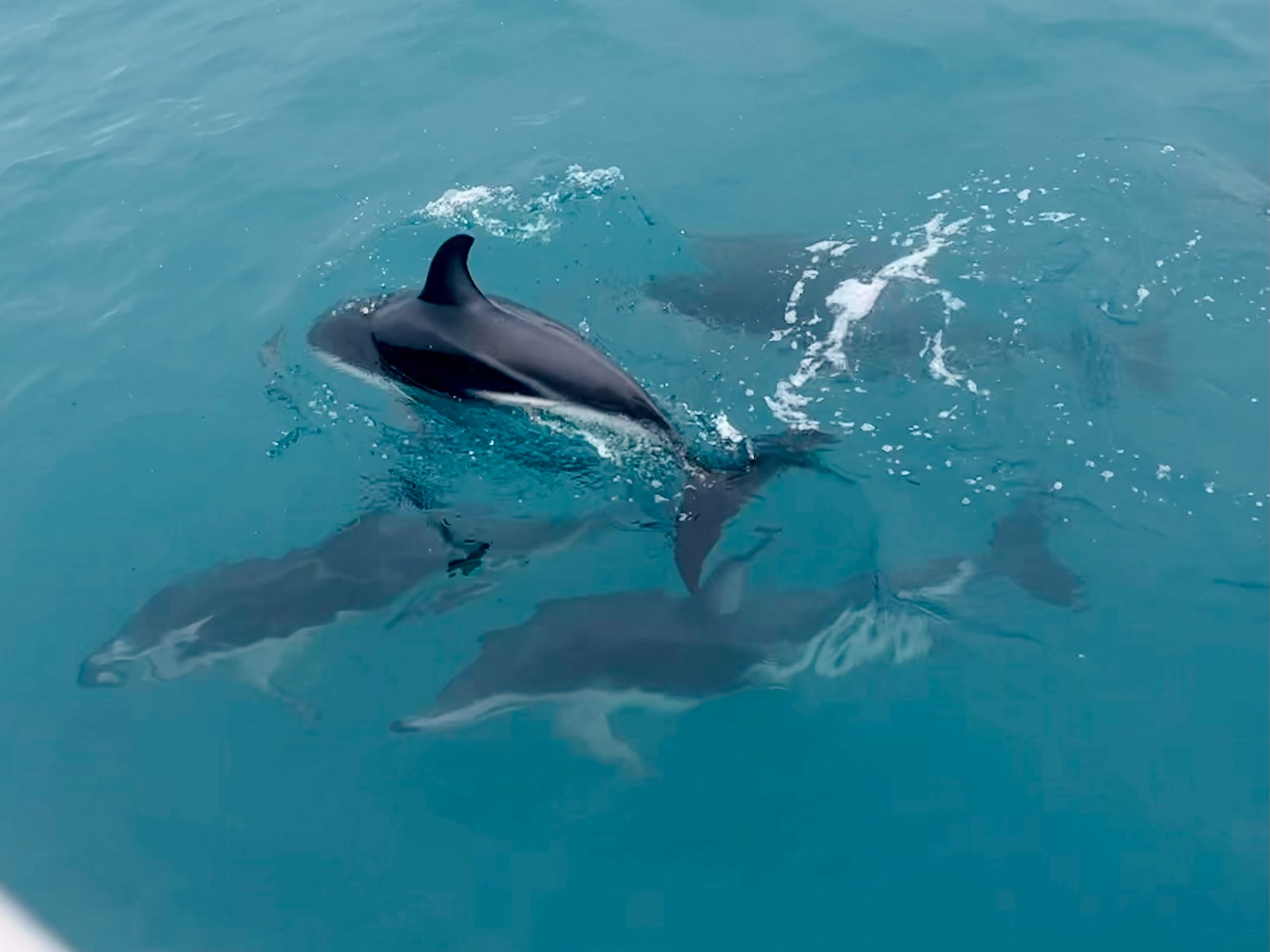 Kaikoura: Swimming with Dolphins